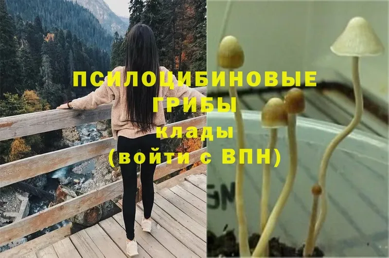 Псилоцибиновые грибы Psilocybine cubensis  купить наркоту  Луза 